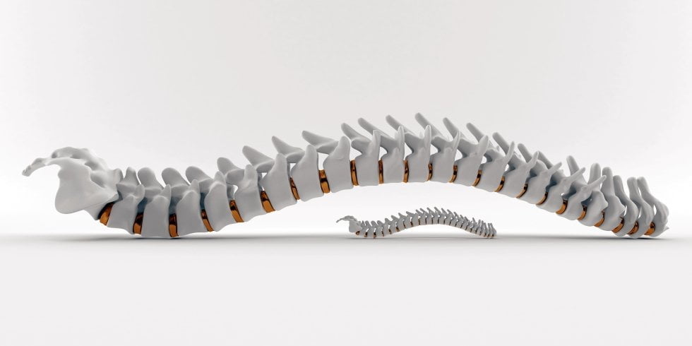 Chiropractic: Myths, Facts, and Answers Part 2 Vancouver-chiropractor-treat-your-low-back-pain-Backs-In-Action-Vancouver-spinal-manipulative-therapy-performed-by-a-chiropractor-